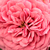 Rose - Rosiers miniatures - Pink Babyflor®